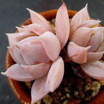 PRESALE Sedum Suaveolens, (Not So Random)