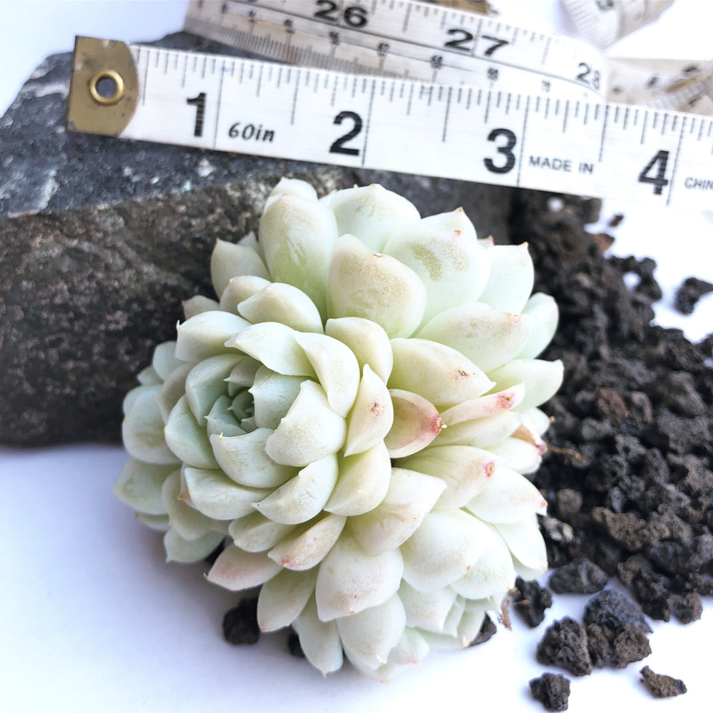 Echeveria Hughmillus, Cluster