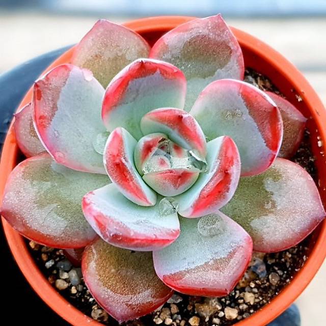 pink echeveria succulent Echeveria Glam Pink, (Video)