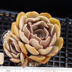 PRESALE Echeveria Keys, (Random)