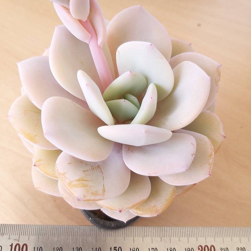 cream tea succulent Echeveria Cream Tea, (Random)