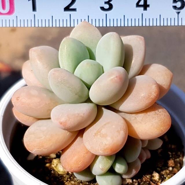 PRESALE Pachyphytum Sp., (Not so Random)