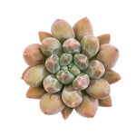 Pachyphytum Compactum Sp.