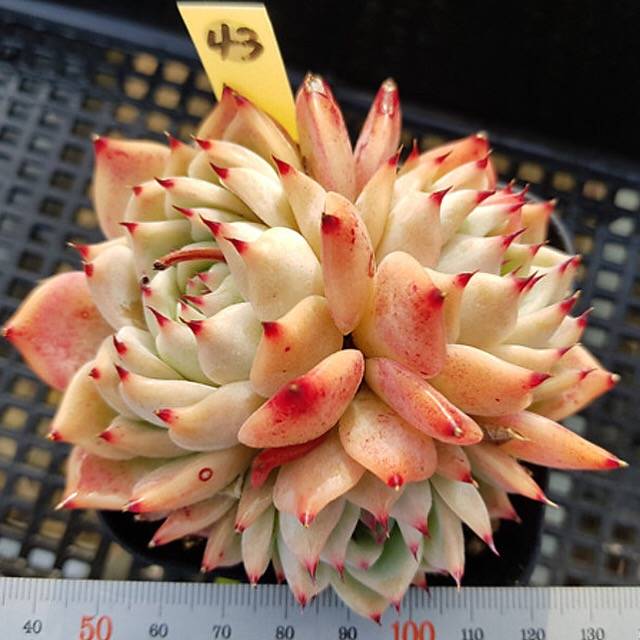 PRESALE Echeveria Chihuahuaensis, (Not so Random)