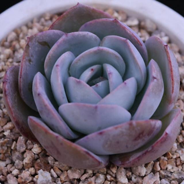 PRESALE Echeveria Brinks Blue, (Random)