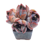 RESERVED Echeveria Dark Ice Cluster, (Ready to Ship)