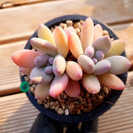 PRESALE Echeveria Pink Pitch, (Not so Random)