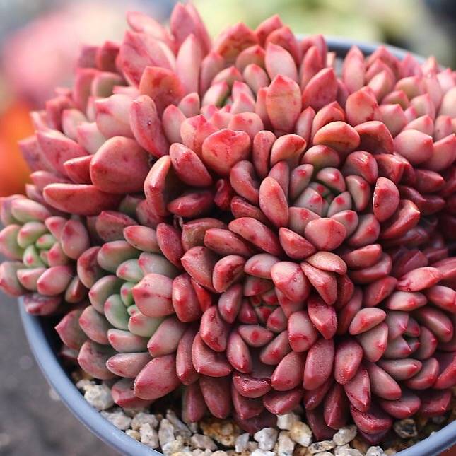 PRESALE Sedeveria Pink Ruby, Cluster