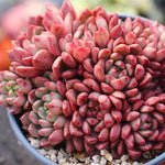 PRESALE Sedeveria Pink Ruby, Cluster