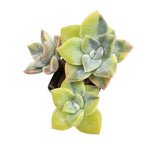 Graptoveria Harry Watson, Variegata, Triple