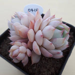 SPECIAL!! JUST CART! PRESALE Echeveria Tippy, (Not so Random)