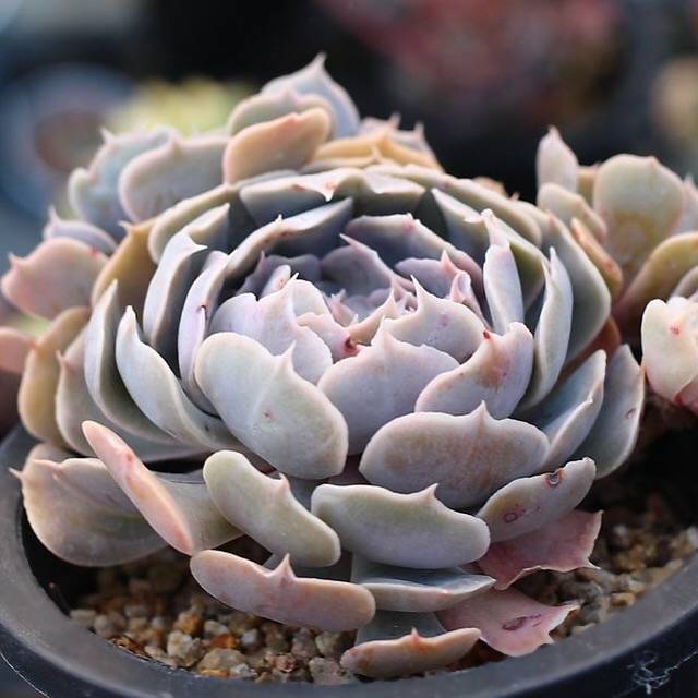 PRESALE Echeveria Shaviana, (Unknown Type)