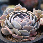 PRESALE Echeveria Shaviana, (Unknown Type)