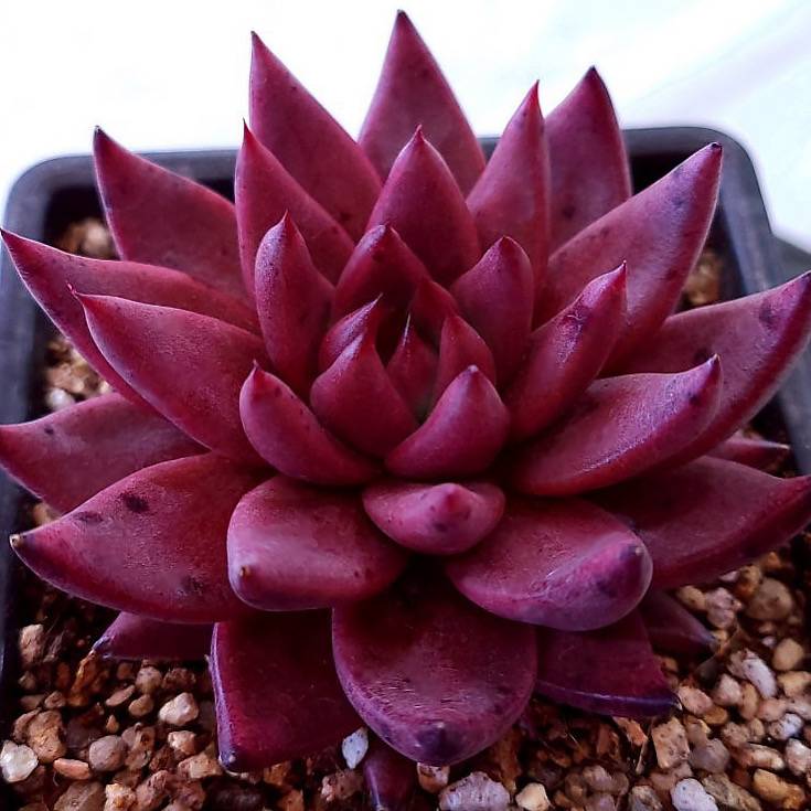 Echeveria Agavoides Sirius, (Video)