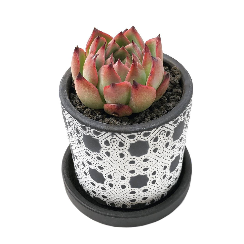 FOR GUYS ONLY! In Honor of Father's Day! Agavoides + Pot