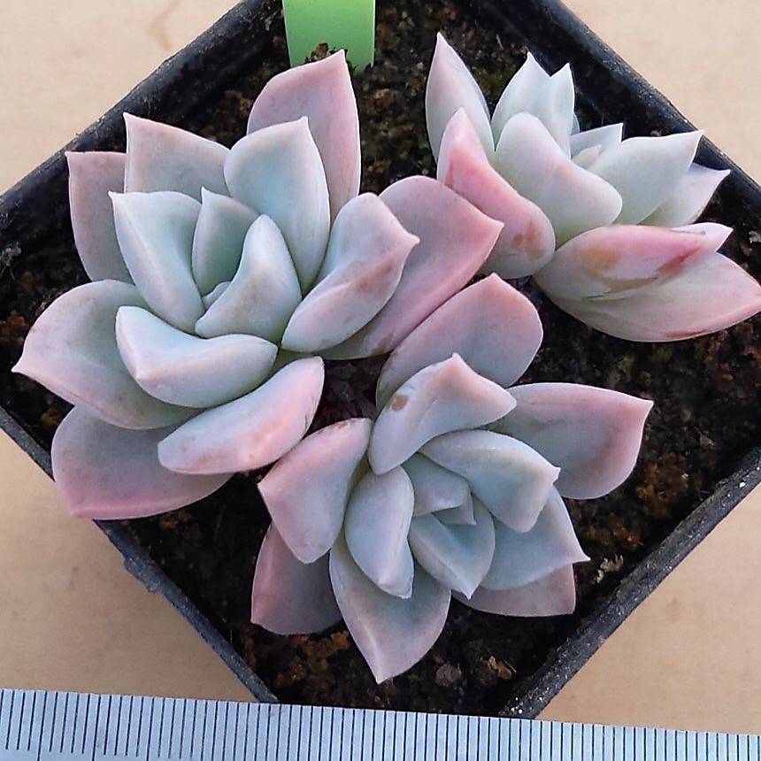 harry and david succulent plants Graptoveria Harry Watson, Triple, (Not so Random) – Cedar Creek Farmhouse