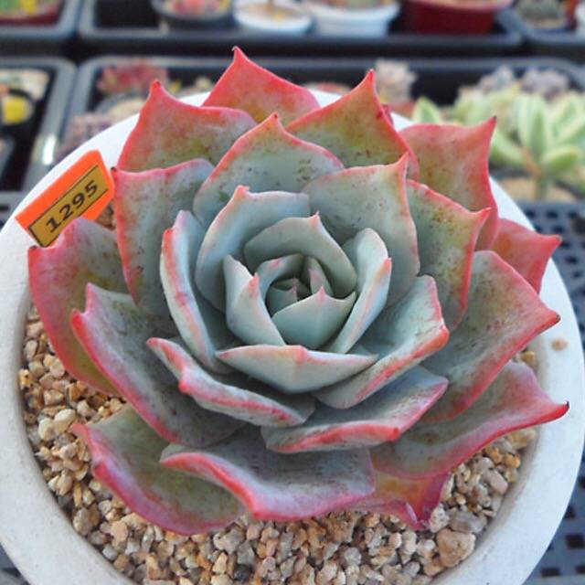 PRESALE Echeveria Lonzanii, (Random)