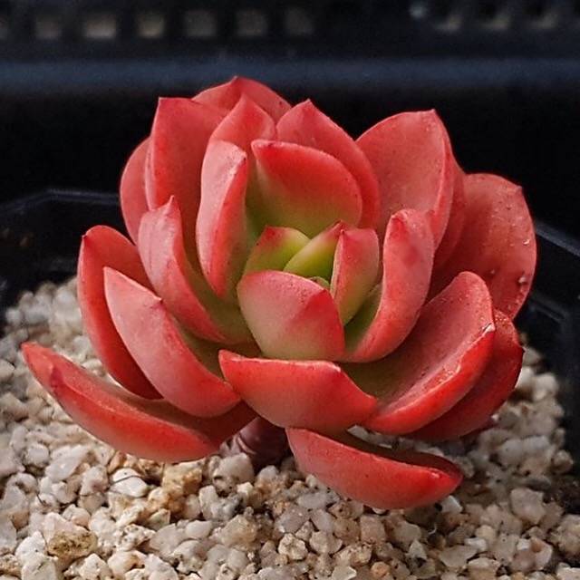 PRESALE Echeveria Jyulia, (Random)