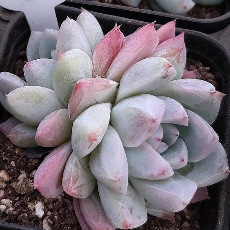 Echeveria Thumb Rim, (Random)