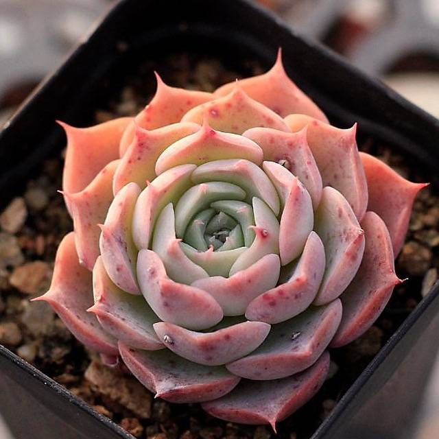 Echeveria Gold Light