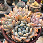 Echeveria Orange Monroe, (Exact Plant, with Video)