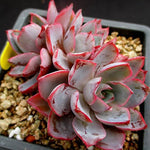 PRESALE Echeveria Hera, (Random)