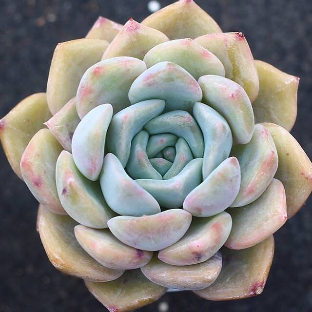 READY TO SHIP- Echeveria Orion Hybrid