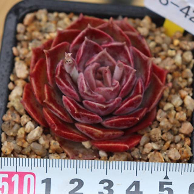 PRESALE Echeveria Mochican, (Not so Random)