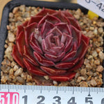 PRESALE Echeveria Mochican, (Not so Random)