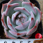 SPECIAL JUST CART! Echeveria Rosanna, (Not so Random)- Must Use Code :)