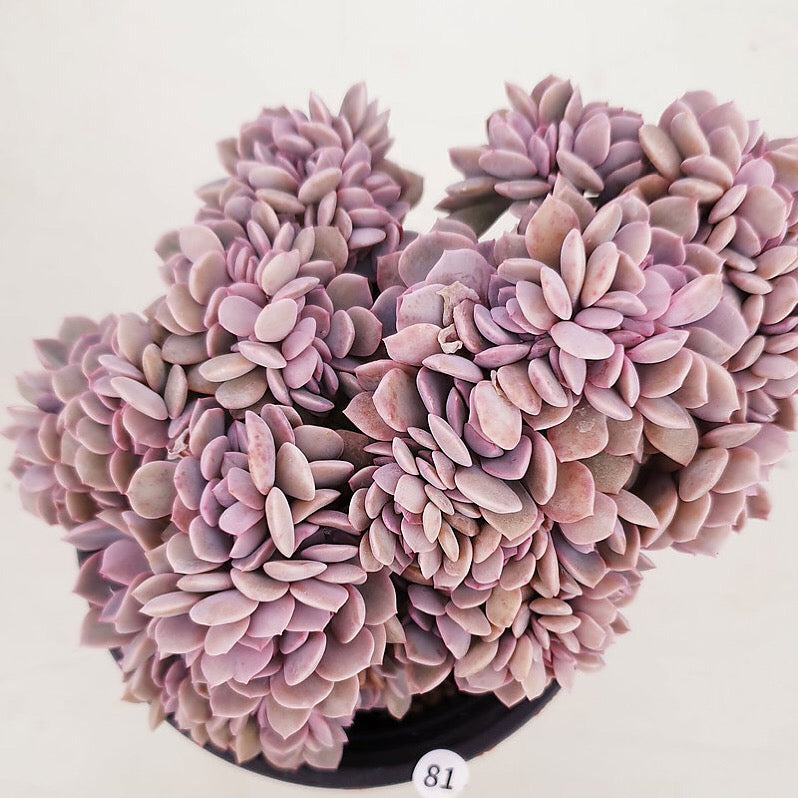PRESALE Echeveria Debbie Cristata, (Not so Random)