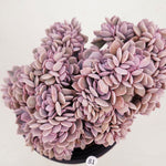 PRESALE Echeveria Debbie Cristata, (Not so Random)