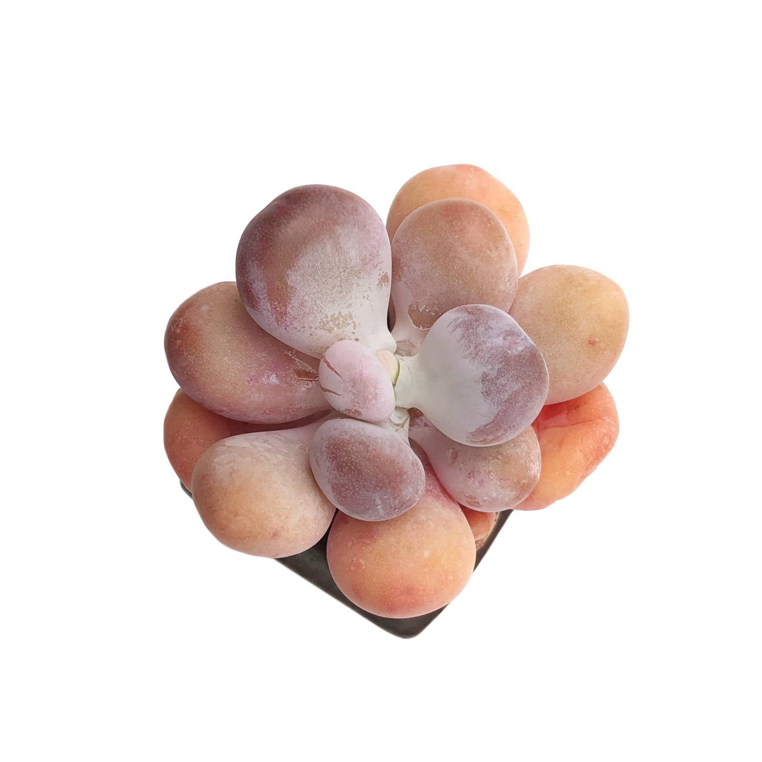 bradburiana succulent Echeveria Bradburiana – Cedar Creek Farmhouse