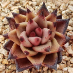 PRESALE Echeveria Agavoides Sirius, (Random)