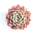 LAST CHANCE SALE! Echeveria Girba's Rose