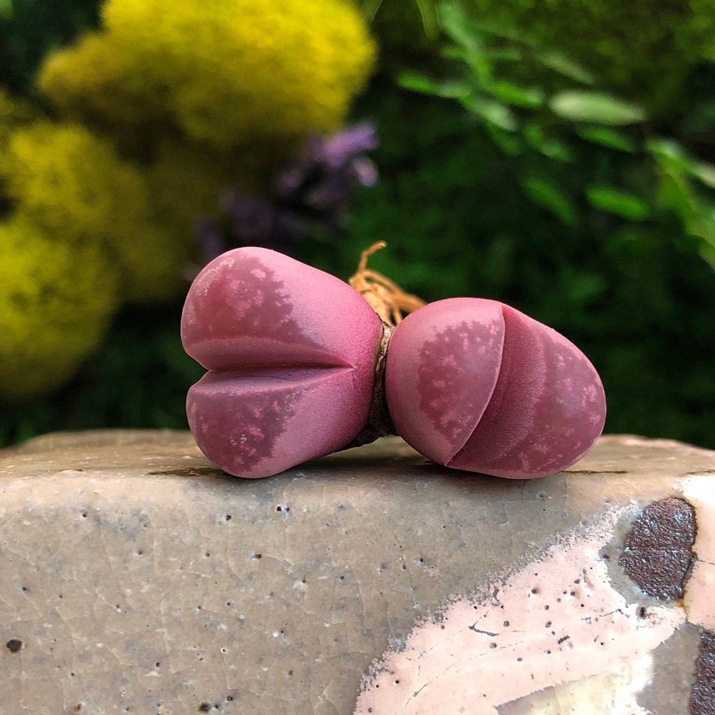 Lithops Rubra, Double – Cedar Creek Farmhouse