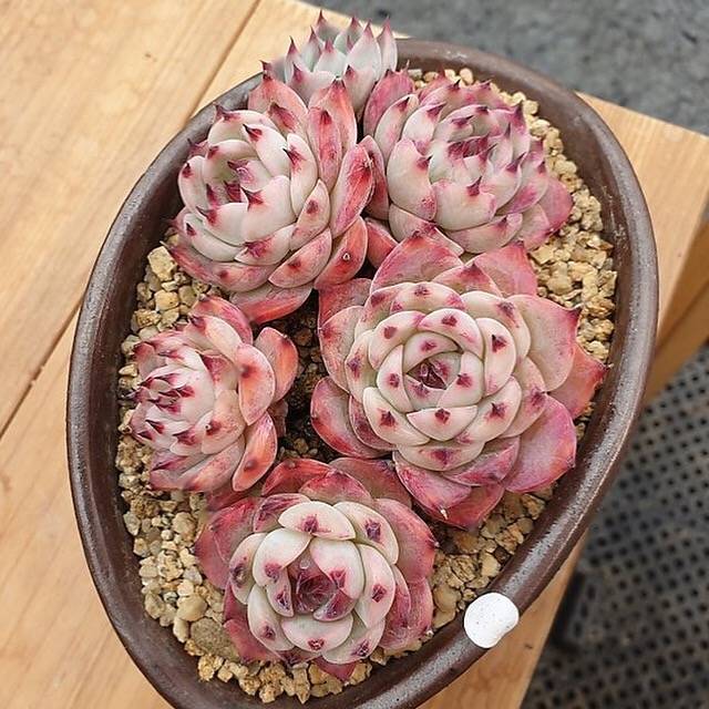 PRESALE Echeveria Colorata Sp. Cluster, (Not so Random)