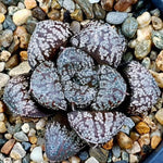 Haworthia Mordor, (Video)