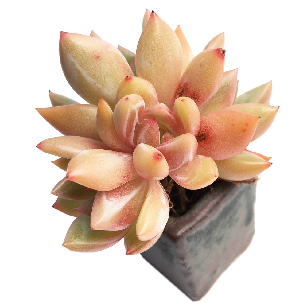 Echeveria Yellow Champagne (Slightly Blemished)