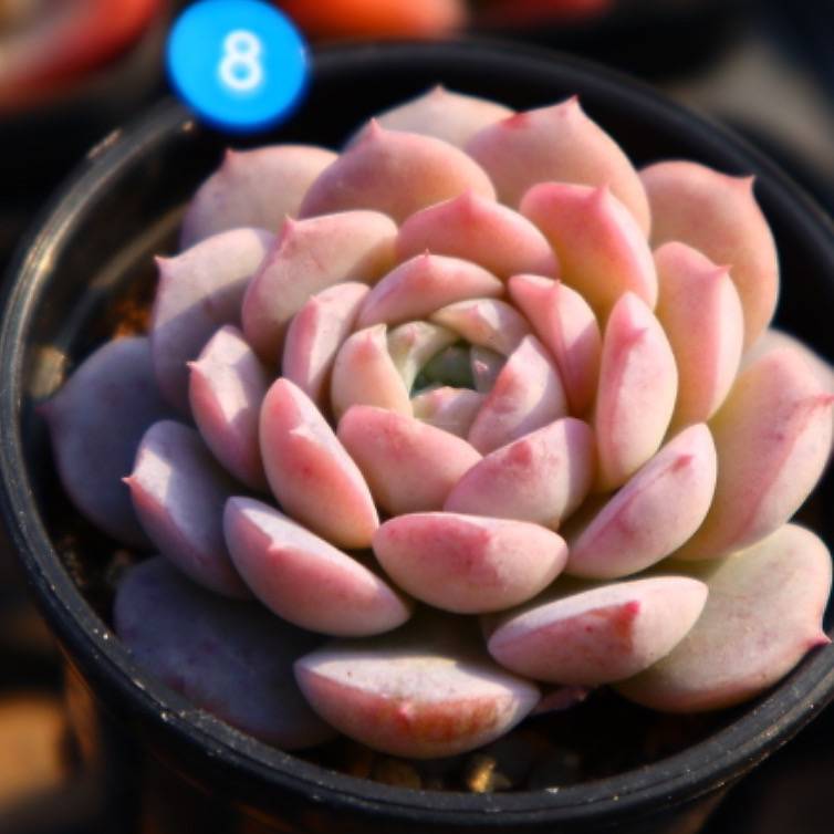 Echeveria Amazing Grace