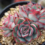 PRESALE Echeveria Esther