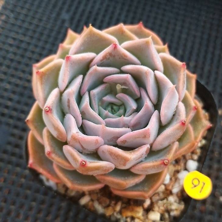 PRESALE Echeveria Sunset, (Not So Random)