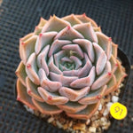PRESALE Echeveria Sunset, (Not So Random)