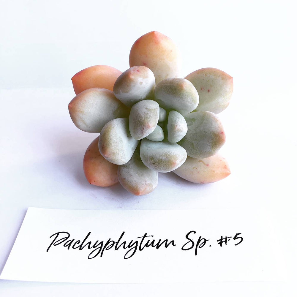 Pachyphytum Sp. #5