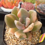 PRESALE Pachyphytum Pachyphytoides, (Not so Random)