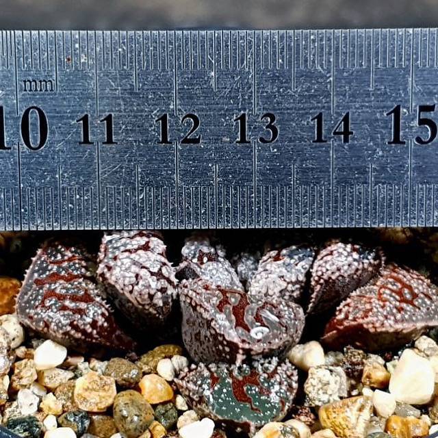 Haworthia Blue Diamond, (Video)