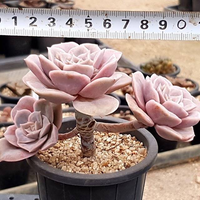 PRESALE Echeveria Lovely Rose, (Not so Random)