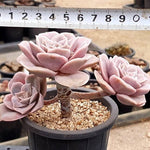 PRESALE Echeveria Lovely Rose, (Not so Random)