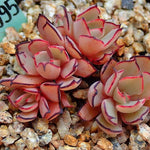 PRESALE Echeveria Strictiflora v Nova, (Random)