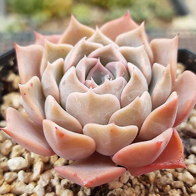 PRESALE Echeveria Glow, (Random) **VIDEO ATTACHED**